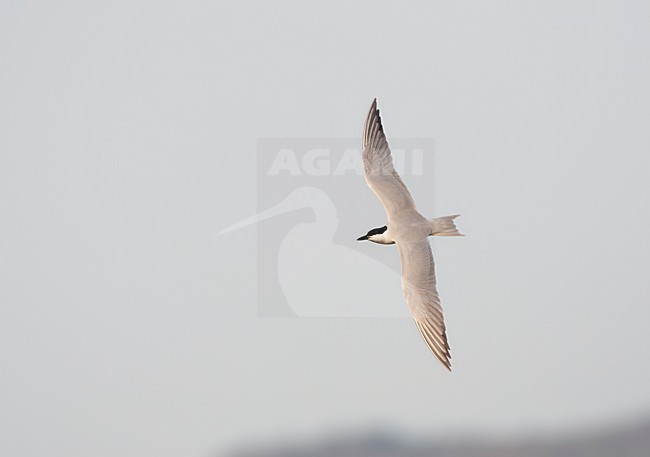 Volwassen Lachstern vliegend boven de zoutpannen op Lesbos; Gull-billed Tern adult flying above the saltpans on Lesvos, Greece stock-image by Agami/Marc Guyt,
