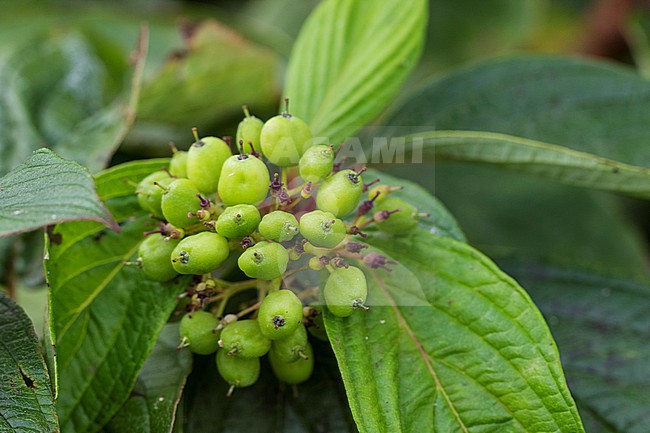 Berries of a  White Dogwood stock-image by Agami/Wil Leurs,