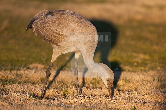 Juveniele Canadese Kraanvogel; Juvenile Sandhill Crane stock-image by Agami/Martijn Verdoes,