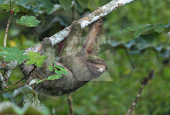 Brown-throated sloth  (Bradypus variegatus) taken the 07/12/2022 at Bogarin Trail - La Fortuna - Costa Rica stock-image by Agami/Aurélien Audevard,