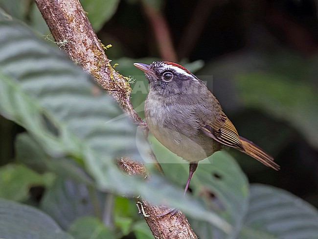 Black-cheeked warbler (Basileuterus melanogenys) in Panama. stock-image by Agami/Pete Morris,