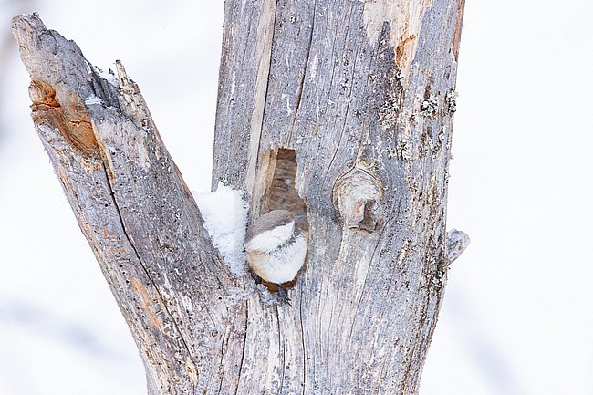  stock-image by Agami/Menno van Duijn,