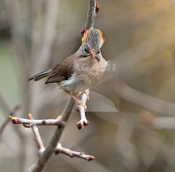 Rufous-vented Yuhina (Yuhina occipitalis) in Northeast India. stock-image by Agami/Dani Lopez-Velasco,