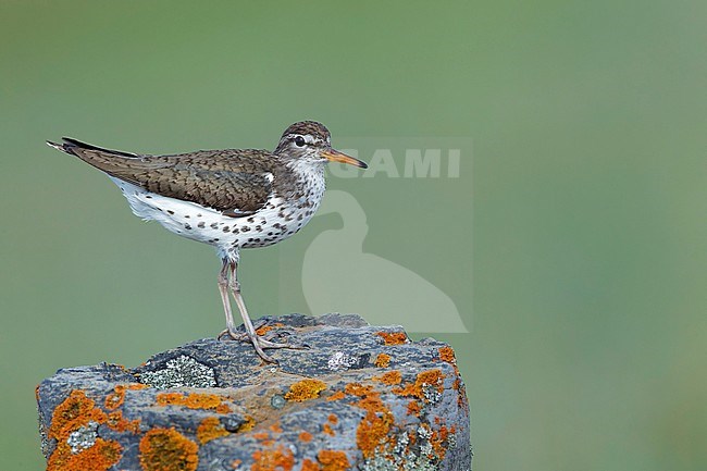 Adult summer plumaged Spotted Sandpiper (Actitis macularius) standing on a rock in Kamloops, British Colombia, Canada. stock-image by Agami/Brian E Small,