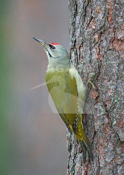 Grey-headed Woodpecker climbing to a trunck of a tree; Grijskopspecht zittend tegen boomstand stock-image by Agami/Markus Varesvuo,