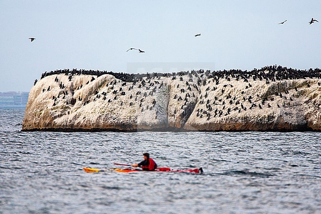 Huge colony of Cape Cormorants (Phalacrocorax capensis) along the western coast of South Africa. With Canoer in the foreground. stock-image by Agami/Marc Guyt,