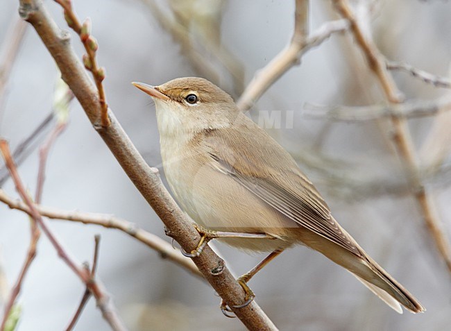 Bosrietzanger op een tak; Marsh Warbler perched on a branch stock-image by Agami/Markus Varesvuo,