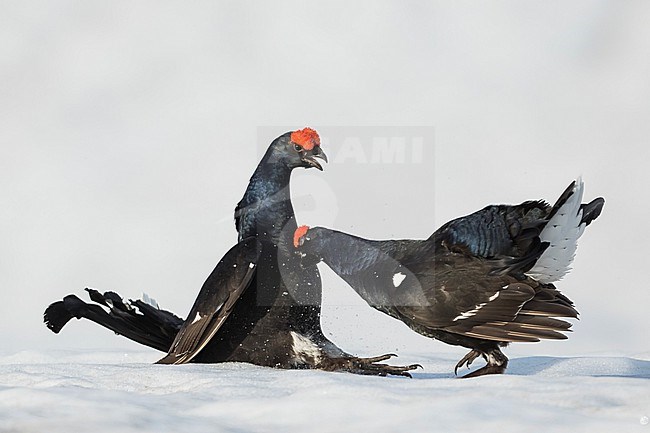 Adult male Black Grouse (Lyrurus tetrix tetrix) at a lek in Germany during early spring with lots of snow. stock-image by Agami/Ralph Martin,