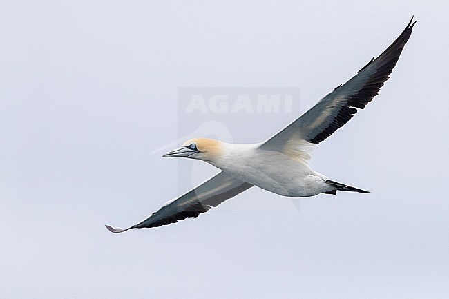 Cape Gannet (Morus capensis), adult in flight, Western Cape, South Africa stock-image by Agami/Saverio Gatto,