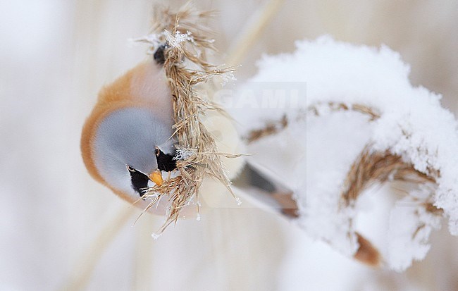 Bearded Reedling (Panurus biarmicus) Espoo Finland January 2016 stock-image by Agami/Markus Varesvuo,