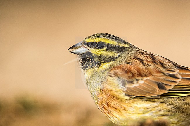 Closeup of an adult male Cirl Bunting (Emberiza cirlus) perched on a rock during autumn in Teruel in Spain. stock-image by Agami/Oscar Díez,