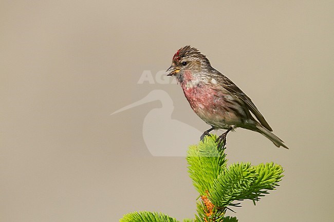 Lesser Redpoll - Alpen-Birkenzeisig - Carduelis cabarett, Slovakia, adult male stock-image by Agami/Ralph Martin,