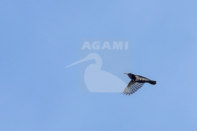 Sooty Myzomela (Myzomela tristrami) on Makira island, Solomon islands. stock-image by Agami/Marc Guyt,