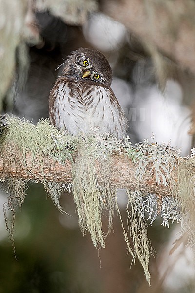 Juvenile Eurasian Pygmy Owl (Glaucidium passerinum) in the Italian Alps. stock-image by Agami/Alain Ghignone,