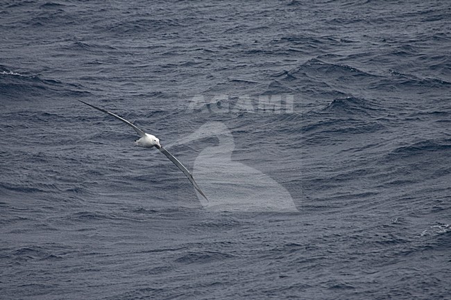 Snowy (Wandering) Albatross flying; Grote Albatros vliegend stock-image by Agami/Marc Guyt,
