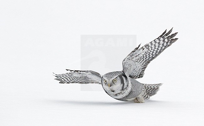 Hawk Owl (Surnia ulula) Kuusamo Finland February 2016 stock-image by Agami/Markus Varesvuo,