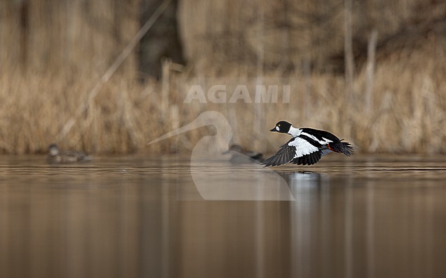 Common Goldeneye (Bucephala clangula) adult male flying low over a lake in Gribskov, Denmark stock-image by Agami/Helge Sorensen,