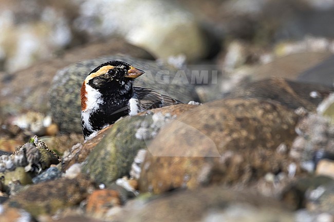 A beautifull male Lapland Longspur in near breeding plumage peaks along a rock during a rest while on its migration on the rock strewn beach of Roberts Creek along the Sunshine Coast, Biritish Colombia, Canada. stock-image by Agami/Jacob Garvelink,