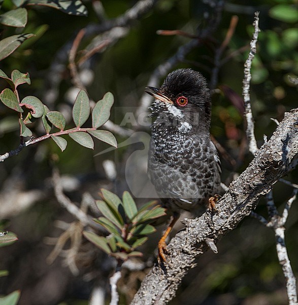 Adult man Cyprusgrasmus, Adult male Cyprus Warbler stock-image by Agami/Ralph Martin,