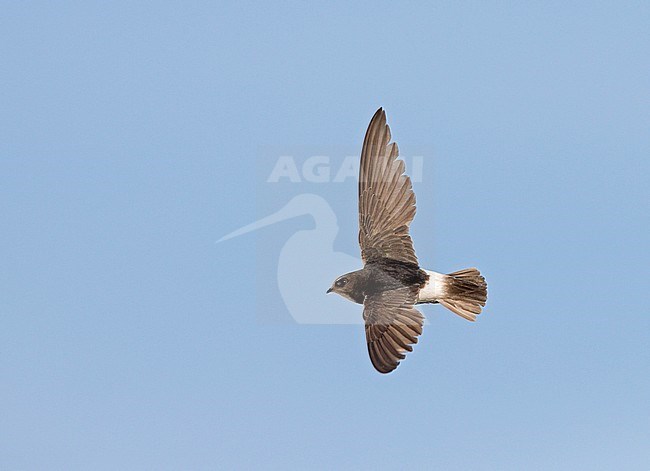 Little Swift (Apus affinis) in flight in Spain. stock-image by Agami/Ran Schols,