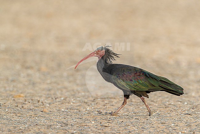 Northern Bald Ibis (Geronticus eremita) at the coast near Timri, Morocco. Also known as Hermit Ibis or Waldrapp. stock-image by Agami/Marc Guyt,