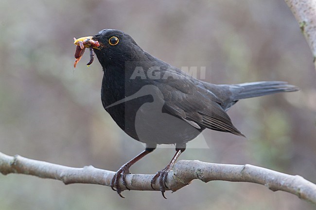Mannetje Merel met voer; Male Eurasian Blackbird with food stock-image by Agami/Arnold Meijer,