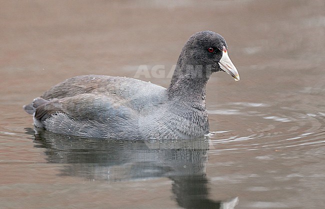 First-winter American Coot (Fulica americana) swimming in an urban lake in North America. stock-image by Agami/Ian Davies,