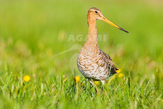 Grutto, Black-tailed Godwit stock-image by Agami/Menno van Duijn,