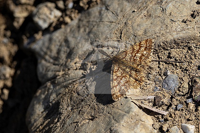 common heath (Ematurga atomaria) on the ground,  found in Austria, Tyrol in the valley of river Lech stock-image by Agami/Mathias Putze,