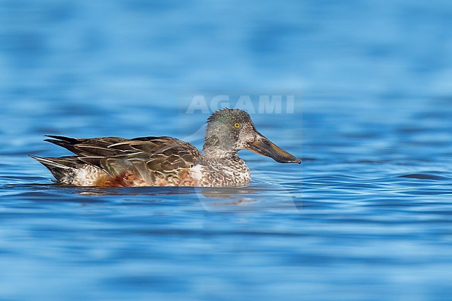 Adult male non-breeding
Colusa Co., CA
January 2023 stock-image by Agami/Brian E Small,