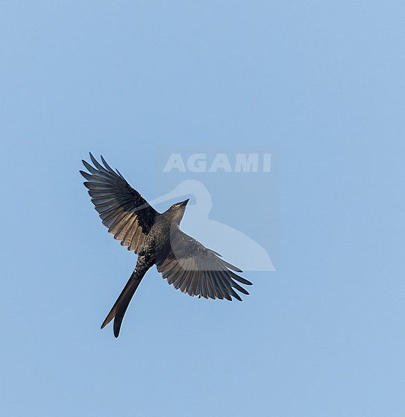 Black Drongo (Dicrurus macrocercus) in India. stock-image by Agami/Marc Guyt,