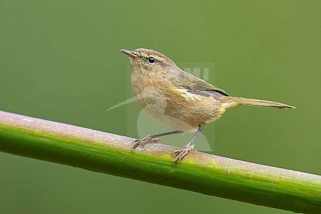 Canary Islands Chiffchaff (Phylloscopus canariensis canariensis) siiting on a plant, Gran Canaria, Canary Islands, Spain. stock-image by Agami/Vincent Legrand,