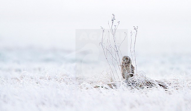 Velduil zittend in besneeuwd veld; Short-eared Owl perched in snow-covered field stock-image by Agami/Menno van Duijn,