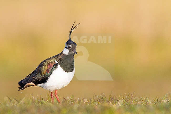 Alert looking adult Northern Lapwing (Vanellus vanellus) in the Netherlands. Standing in a meadow during early morning. stock-image by Agami/Menno van Duijn,