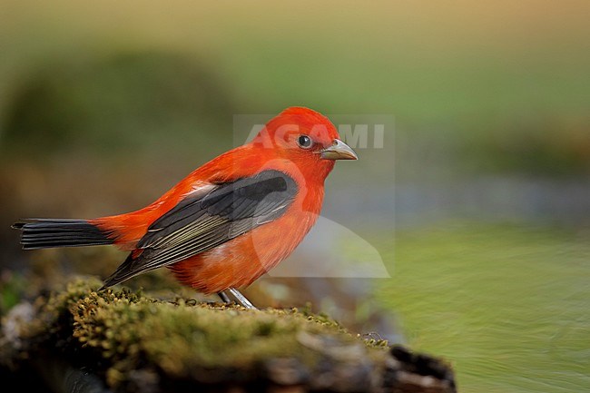 Adult male Scarlet Tanager (Piranga olivacea)  in Galveston County, Texas, United States, during spring migration. stock-image by Agami/Brian E Small,