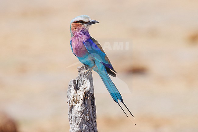 Lilac-breasted Roller (Coracias caudatus) taken the 08/08/2023 at Chobe National Park - Botswana. stock-image by Agami/Nicolas Bastide,