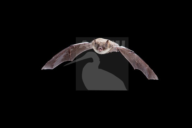 Vliegende Baardvleermuis; Flying Whiskered Bat stock-image by Agami/Theo Douma,