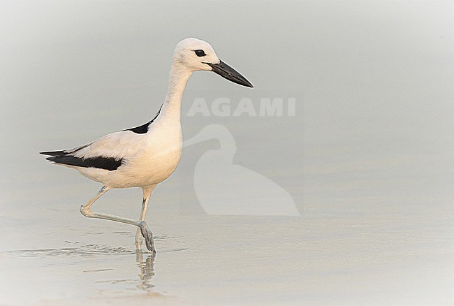 Crab Plover (Dromas ardeola) is one of the most wanted wader species as it is big and beautiful. stock-image by Agami/Eduard Sangster,