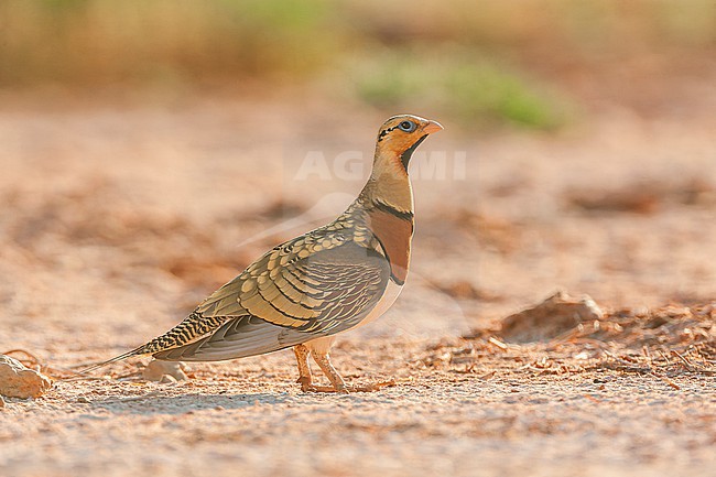 Male Pin-tailed Sandgrouse (Pterocles alchata) in steppes near Belchite in Spain. stock-image by Agami/Marc Guyt,