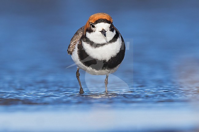 Frontal views of a Two-banded Plover (Anarhynchus falklandicus) at a lake  in Argentina stock-image by Agami/Dubi Shapiro,