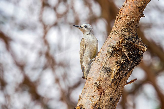 Female African Grey Woodpecker perched on a tree around 20km north-east of Ouadane, Adar, Mauritania, inside WP. April 07, 2018. stock-image by Agami/Vincent Legrand,