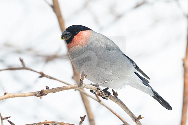 Male Eurasian Bullfinch, Pyrrhula pyrrhula griseiventris stock-image by Agami/Stuart Price,