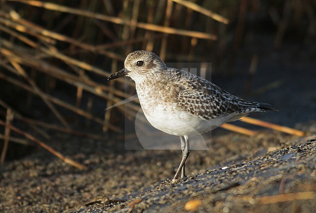 Grey Plover on the dyke of the waddensea in the evening sun. stock-image by Agami/Renate Visscher,