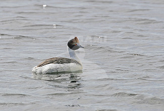 Hooded Grebe (Podiceps gallardoi) a critically endangered species of bird found in isolated lakes in the most remote parts of Patagonia. stock-image by Agami/Pete Morris,