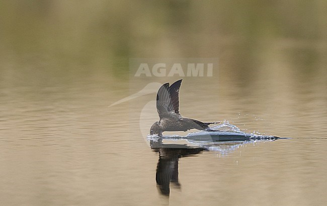 Common Swift, Apus apus, drinking water in forest lake, at Holte, Denmark stock-image by Agami/Helge Sorensen,