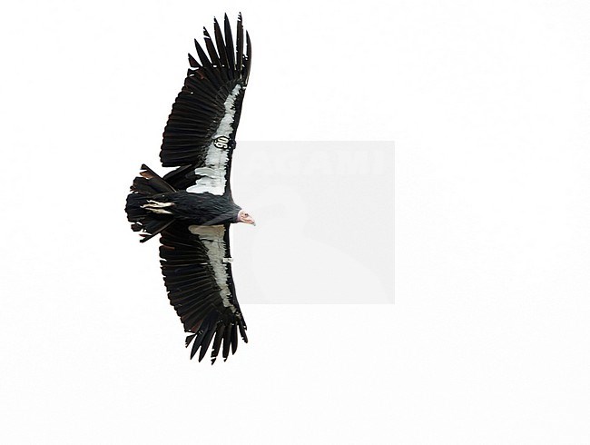 Critically Endangered California Condor (Gymnogyps californianus) in flight along the Californian coast, USA. stock-image by Agami/Marc Guyt,