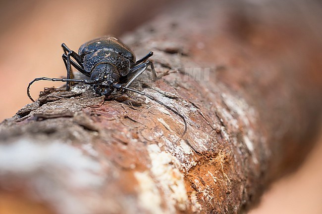 Ergates faber - Mulmbock, France (Landes), imago, female stock-image by Agami/Ralph Martin,