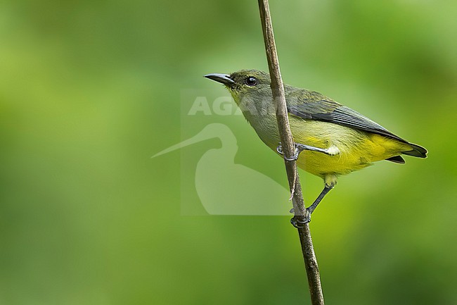 Orange-bellied Flowerpecker (Dicaeum trigonostigma) Perched on a branch in the Philippines stock-image by Agami/Dubi Shapiro,