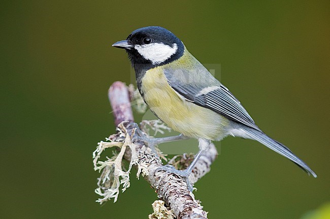 Great Tit (Parus major aphrodite), adult perched on a branch with lichens stock-image by Agami/Saverio Gatto,