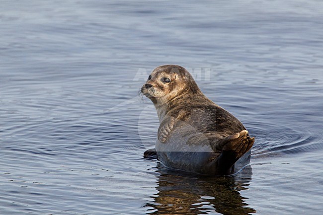Gewone Zeehond liggend in het water; Common Seal lying in the water stock-image by Agami/Hugh Harrop,
